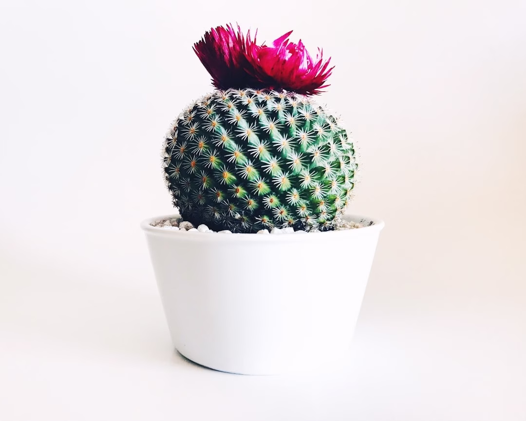 kleine cactus in een witte pot met roze bloem